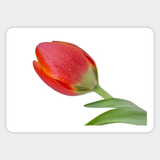 Single Tulip Sticker